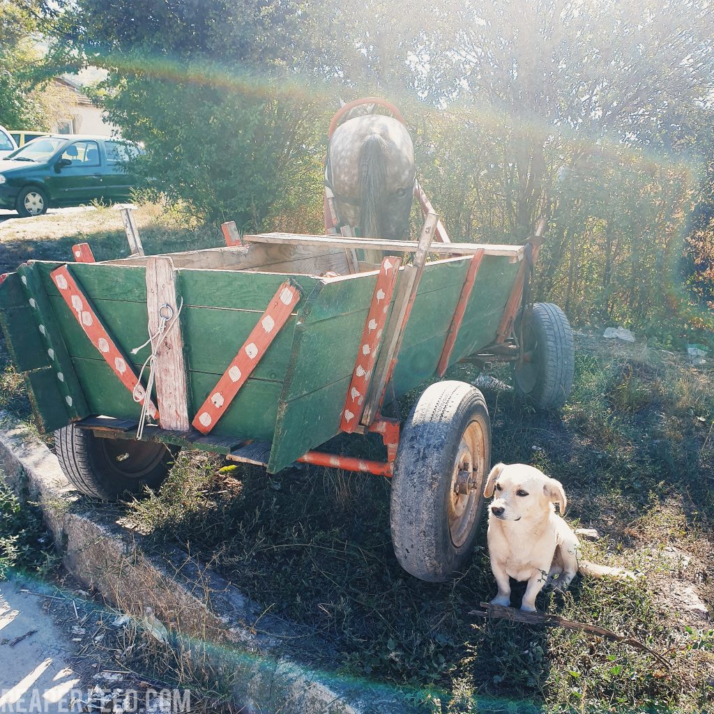 Dog and horse drawn cart at a Flea Market in Bulgaria